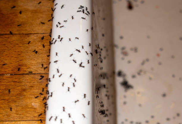 Best Pest Removal Services  in Belle Plaine, MN