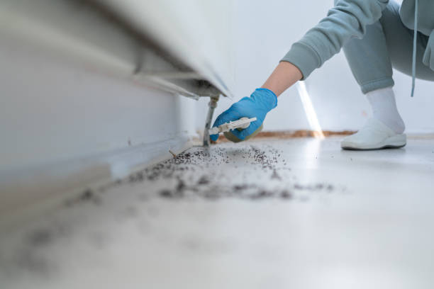 Best Termite Control Services  in Belle Plaine, MN